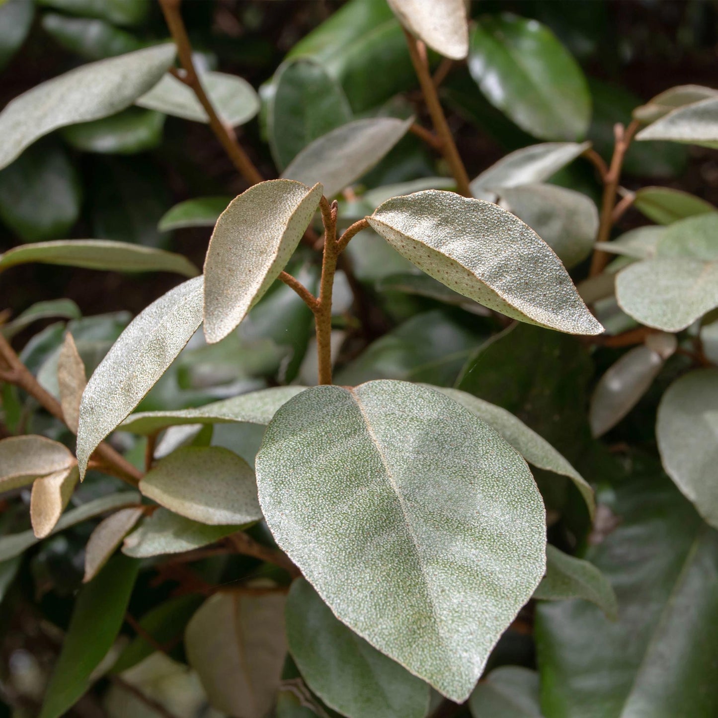 GreenboutiQ - Heckenpflanzen - Eleagnus ebbingei Compacta - Blatt Grau - 8 Pflanzen - 1 Laufende Meter - Immergrün - Topf 9cm Höhe 30-35cm