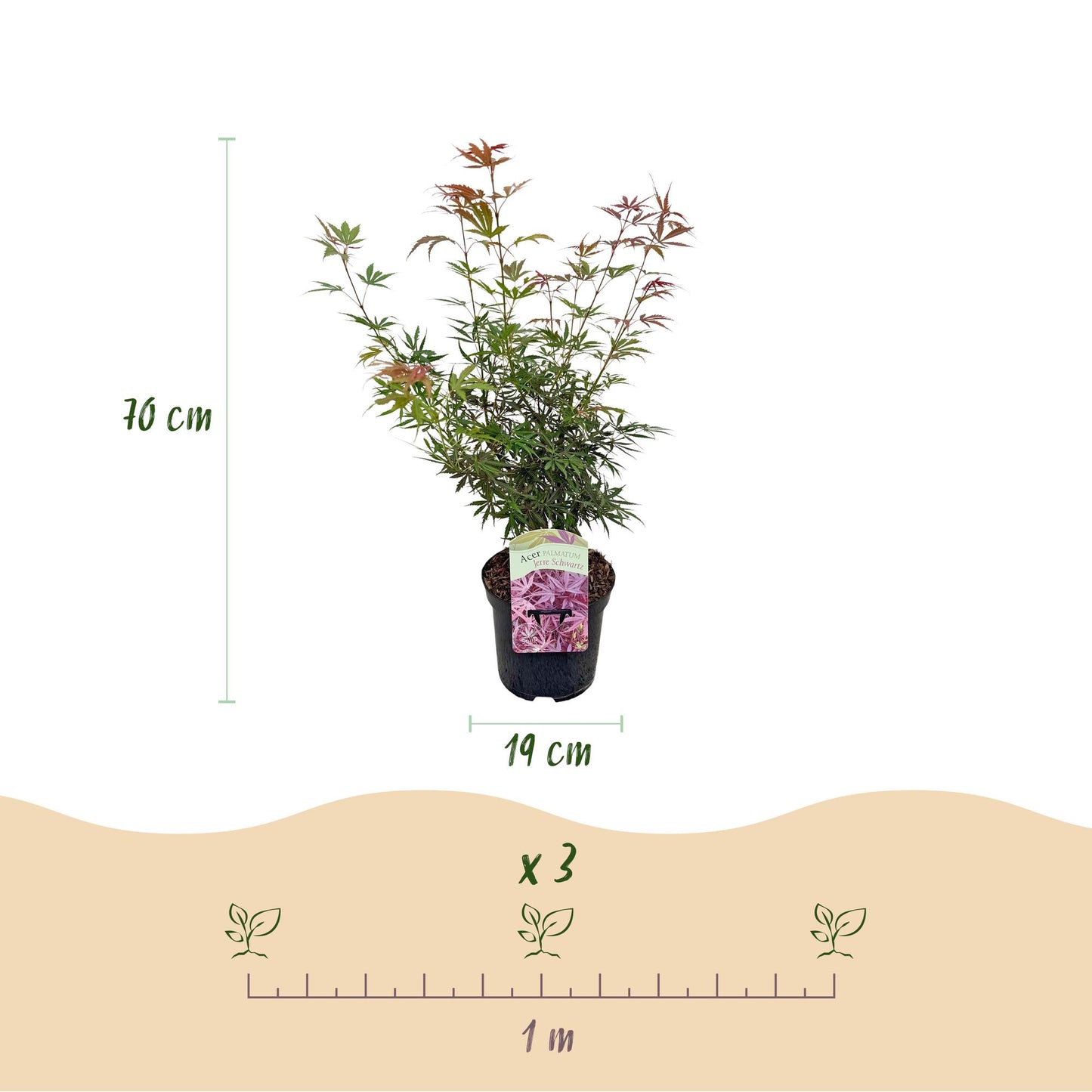 GreenboutiQ - Balkonpflanze - Japanischer Ahorn - Acer palmatum Jerre Swarts - Dunkelrot - 1 Pflanze - Laubabwerfend - Topf 19cm Höhe 70cm