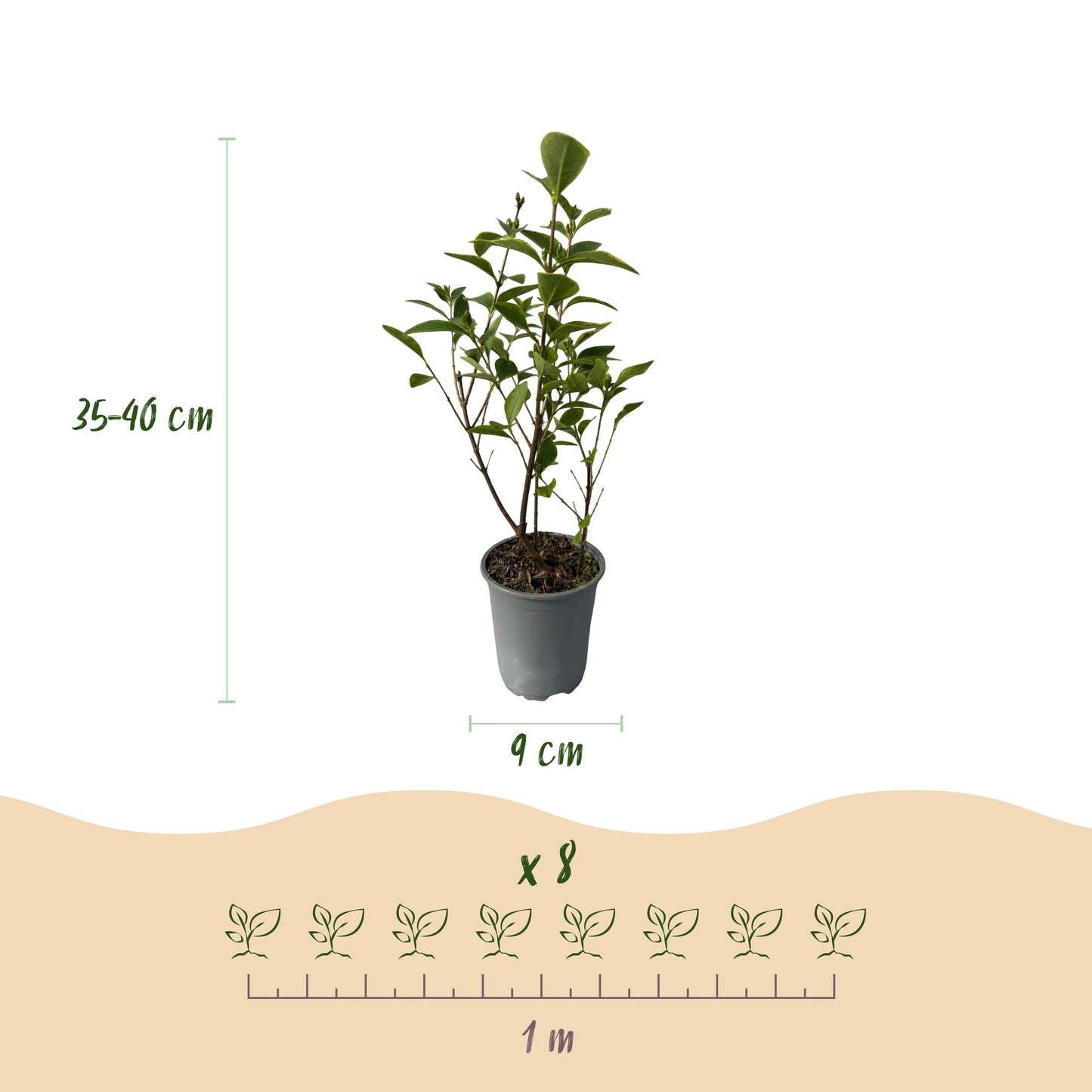 GreenboutiQ - Heckenpflanzen - Ligustrum ovalifolium Aureum - Blätter gelb grün - 8 Pflanzen - 1 laufender Meter - immergrün - Topf 9cm Höhe 35-40cm