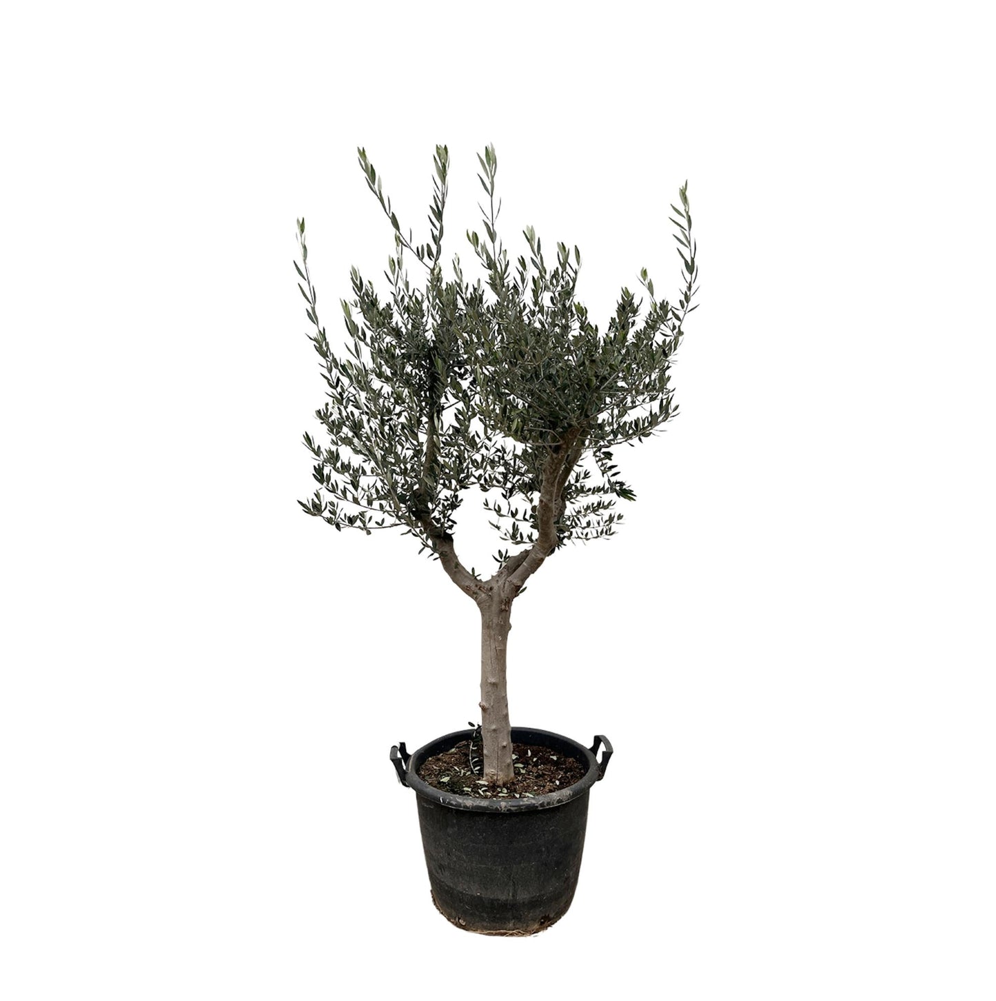 Olea Europaea Cultivo - 230cm- Ø40