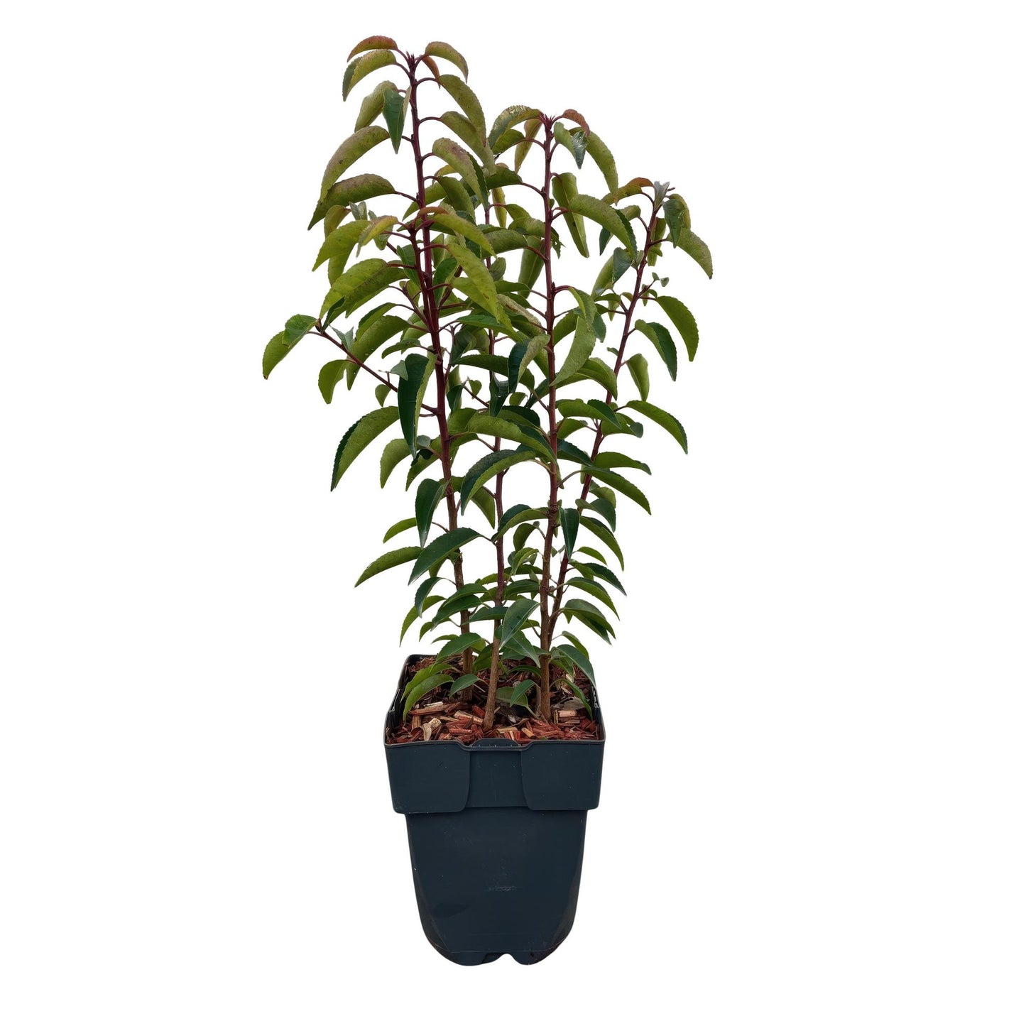 GreenboutiQ - Heckenpflanzen - Prunus lusitanica Angustifolia - Blatt grün - 6 Pflanzen - 1 laufender Meter - immergrün - Topf 17cm Höhe 50cm