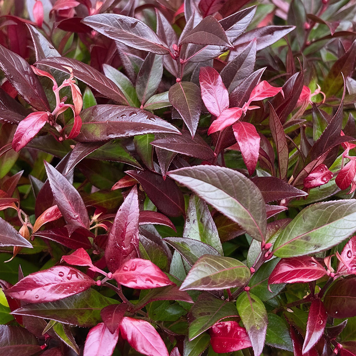 GreenboutiQ - Gartenpflanze - Leucothoe Zeblid - Rot - 2 Pflanzen - Immergrün - Wenig Pflege - Topf 17cm Höhe 45cm