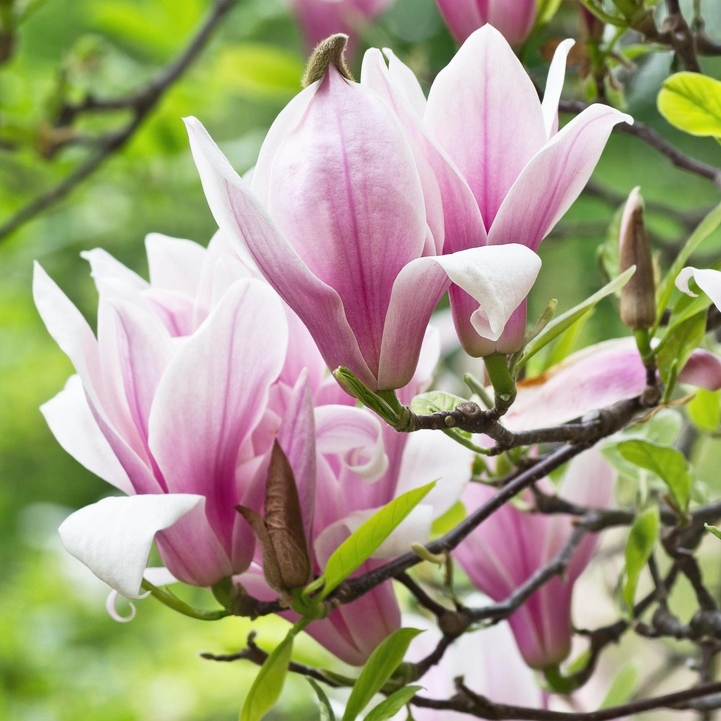 GreenboutiQ - Gartenpflanze - Magnolia George Henry Kern - Blüte Rosa - 3 Pflanzen - Laubabwerfend - Wenig Pflege - Topf 12cm Höhe 30cm