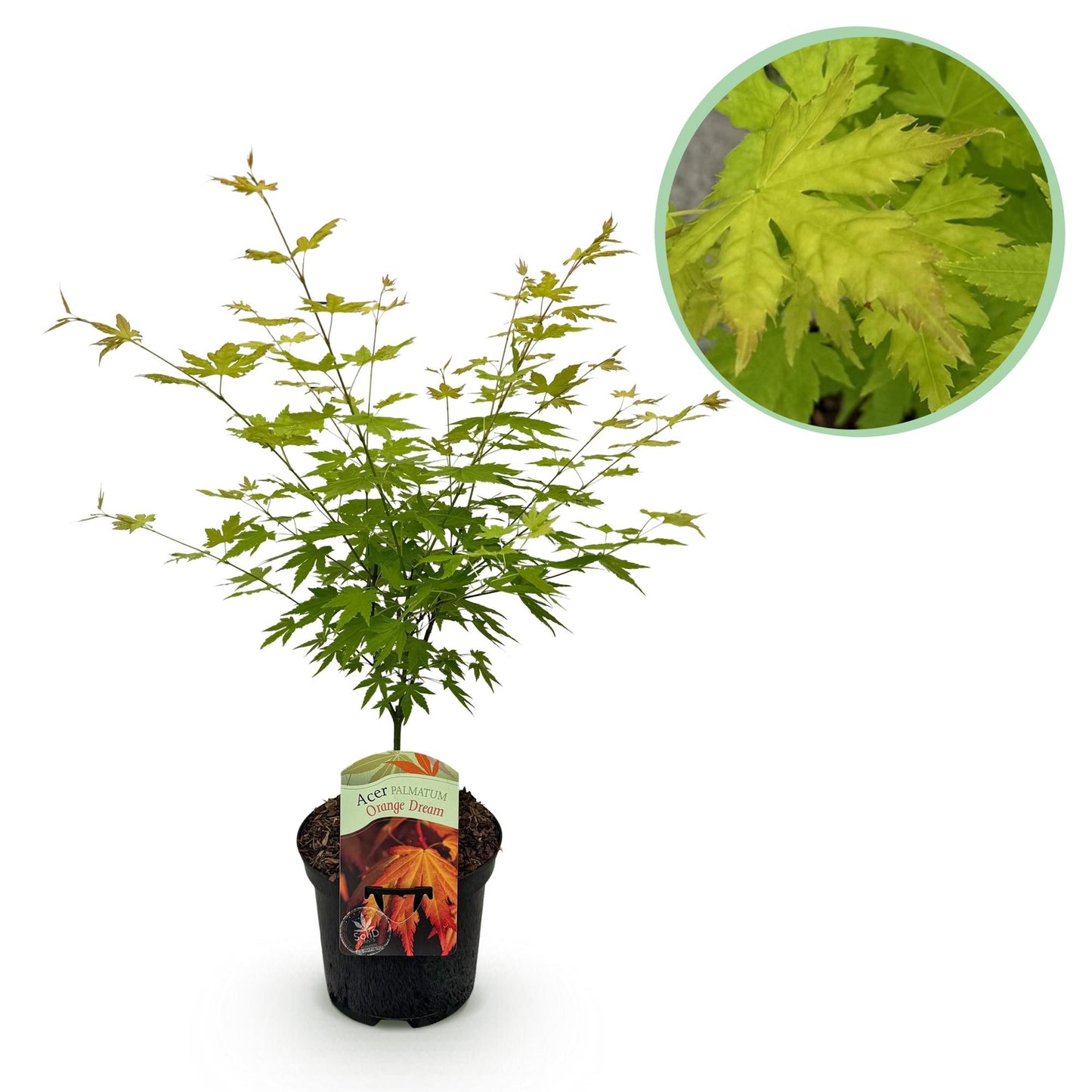 GreenboutiQ - Balkonpflanze - Japanischer Ahorn - Acer palmatum Orange Dream - Orange - 1 Pflanze - Laubabwerfend - Topf 19cm Höhe 70cm