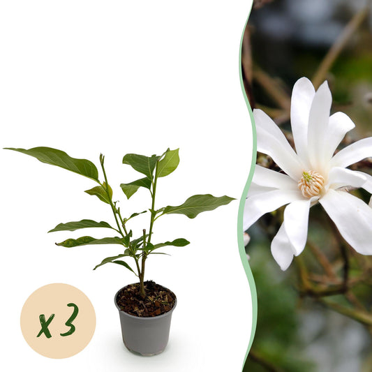 GreenboutiQ - Gartenpflanze - Magnolia stellata - Blüte Weiß - 3 Pflanzen - Laubabwerfend - Wenig Pflege - Topf 12cm Höhe 30cm