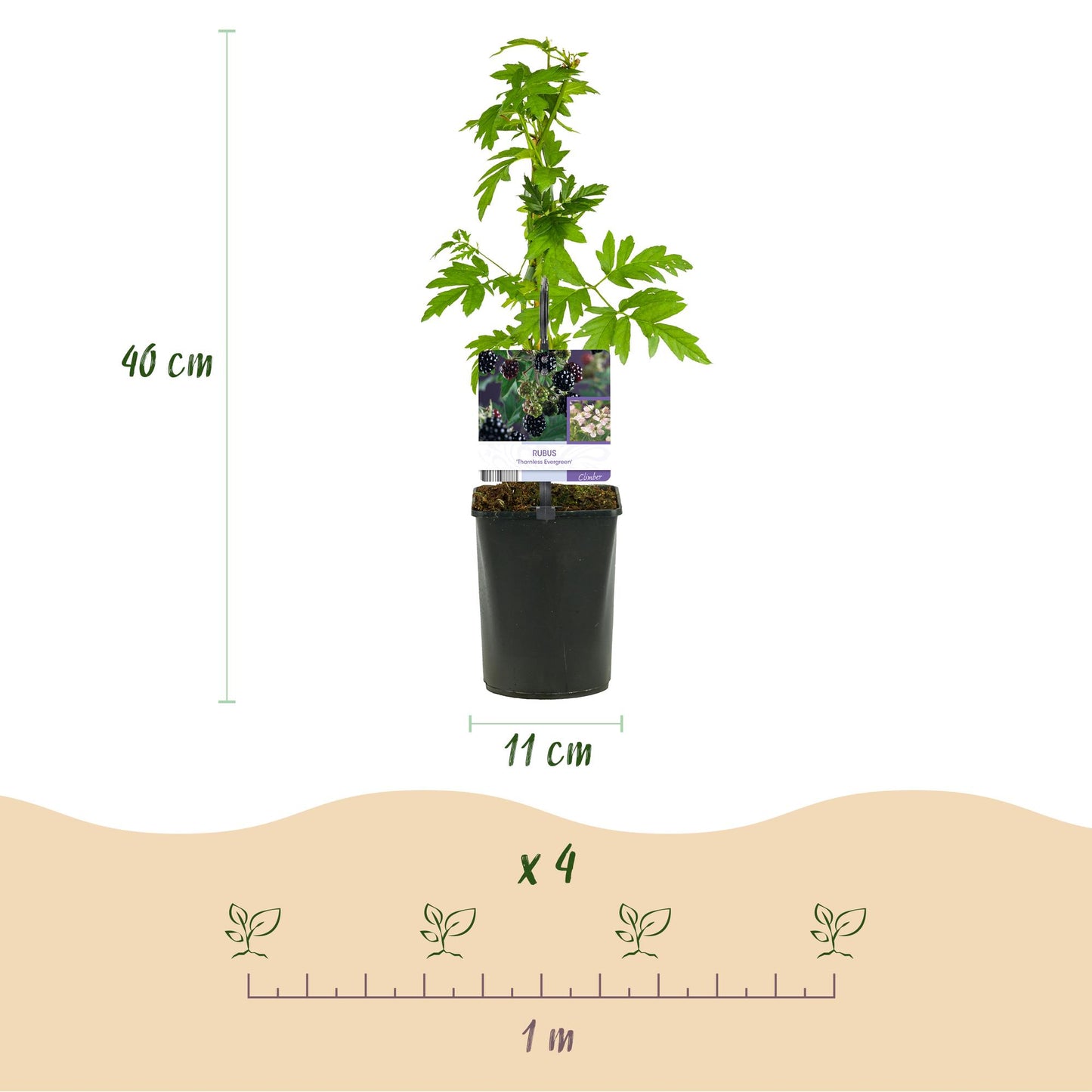GreenboutiQ - Obstpflanze - Brombeere - Rubus Thornfree Evergreen - Schwarze Brombeere - Dornlos - 2 Pflanzen - Topf 11cm Höhe 40cm
