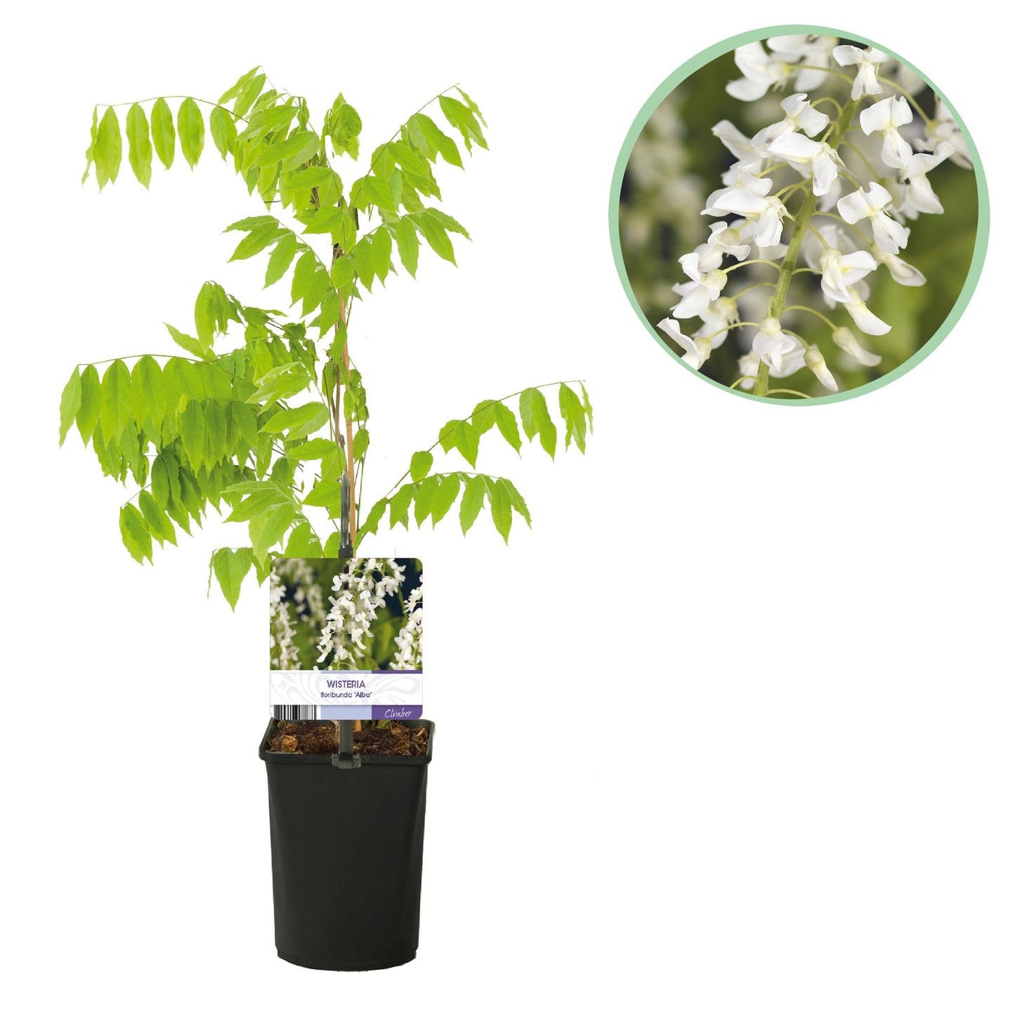 GreenboutiQ - Blauregen - Wisteria floribunda Alba - Blüte Weiß - 1 Pflanze - Topf 11cm Höhe 40cm