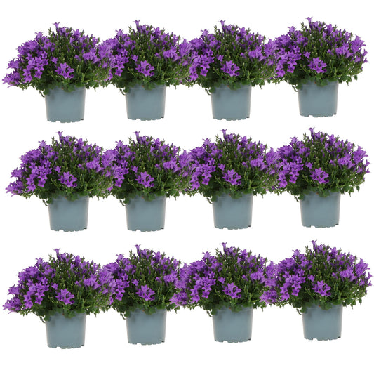 Campanula Addenda - Glockenblume lila Topfgröße 12cm - 1m2 Bodendecker - 12 Stück - Ambella lila - Gartenpflanzen - winterhart