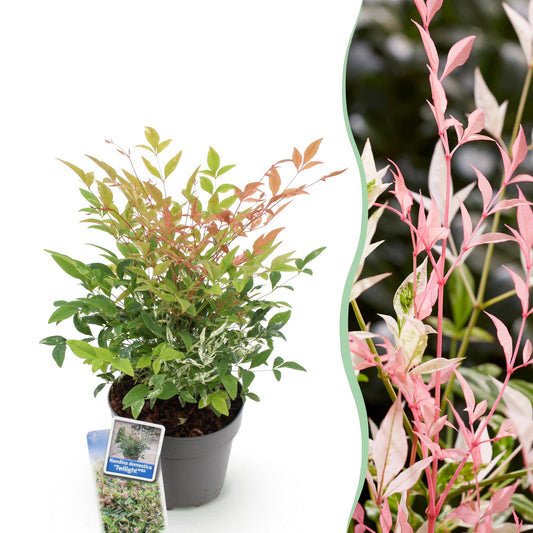 GreenboutiQ - Gartenpflanze - Nandina Twilight - Bunt & Rosa - 1 Pflanze - Immergrün - Wenig Pflege - Topf 17cm Höhe 45cm