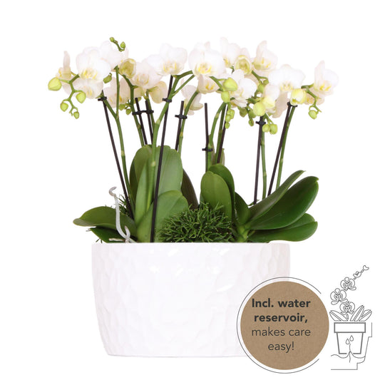 Kolibri Orchideen | weißes Pflanzenset in Honigschale inkl. Wasserreservoir | drei weiße Orchideen Amabilis 9cm und drei Grünpflanzen | Dschungelstrauß weiß mit autarkem Wasserreservoir