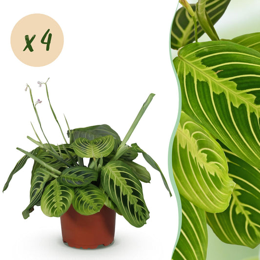 Green boutiQ - Zimmerpflanze - Maranta Fascinator Lemon Lime - Gebetspflanze - Haustierfreundlich - Grün - 4 Pflanzen - Topf 12cm - Höhe 30-35cm