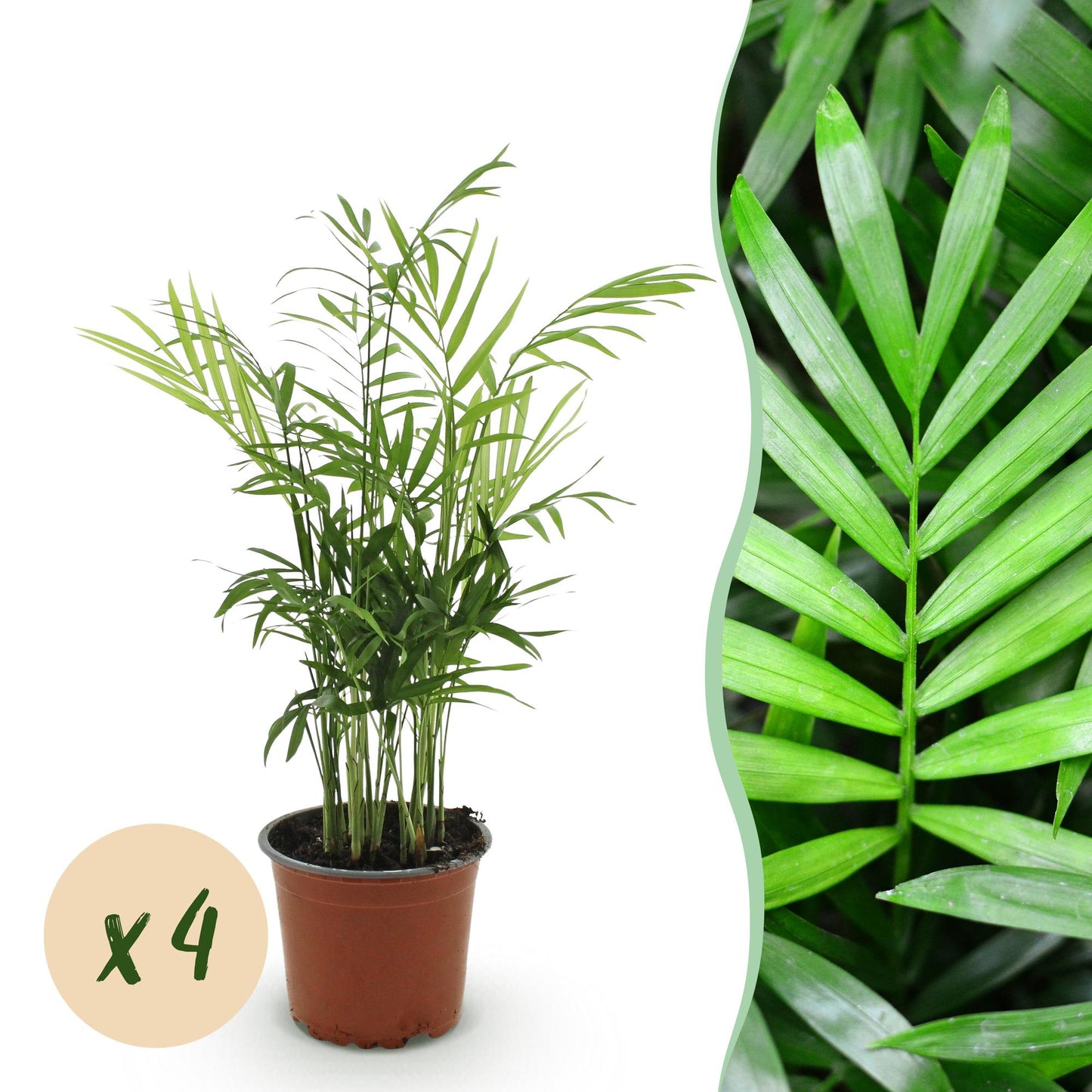 Green boutiQ - Zimmerpflanze - Chamaedorea elegans - Goldpalme - Haustierfreundlich - Grün - 4 Pflanzen - Topf 12cm - Höhe 35-40cm