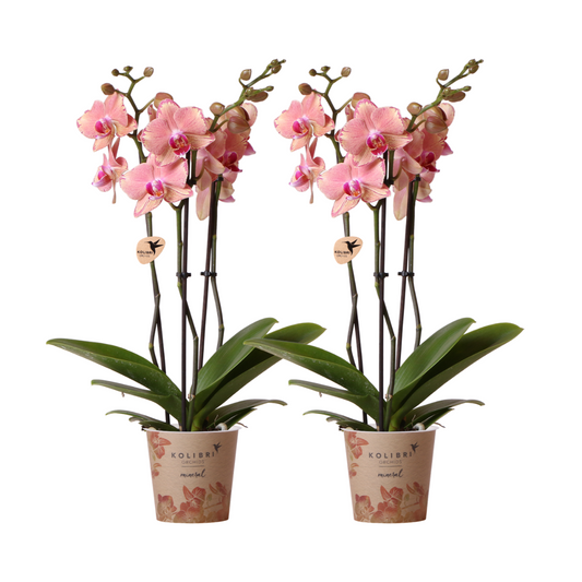 Kolibri Orchids | KOMBI ANGEBOT von 2 Phalaenopsis Orchideen - Pirate Picotee - Topfgröße Ø12cm | Blühende Zimmerpflanze - Frisch vom Züchter