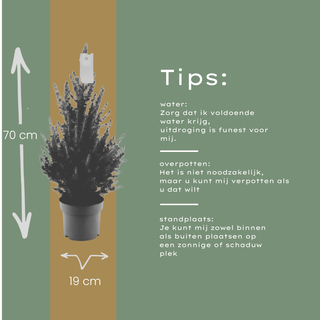 Kleiner Weihnachtsbaum – 70 cm – Picea Glauca Conica