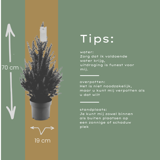 Kleiner Weihnachtsbaum – 70 cm – Picea Glauca Conica