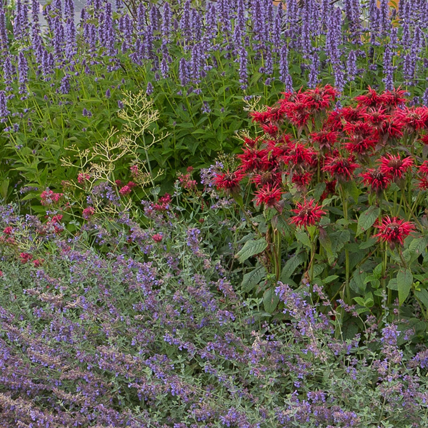 GreenboutiQ - Staudenpaket - Duftend - 24 Stauden - Für 3 m2 - Verschiedene Farben - Wenig Pflege - Topf 11cm