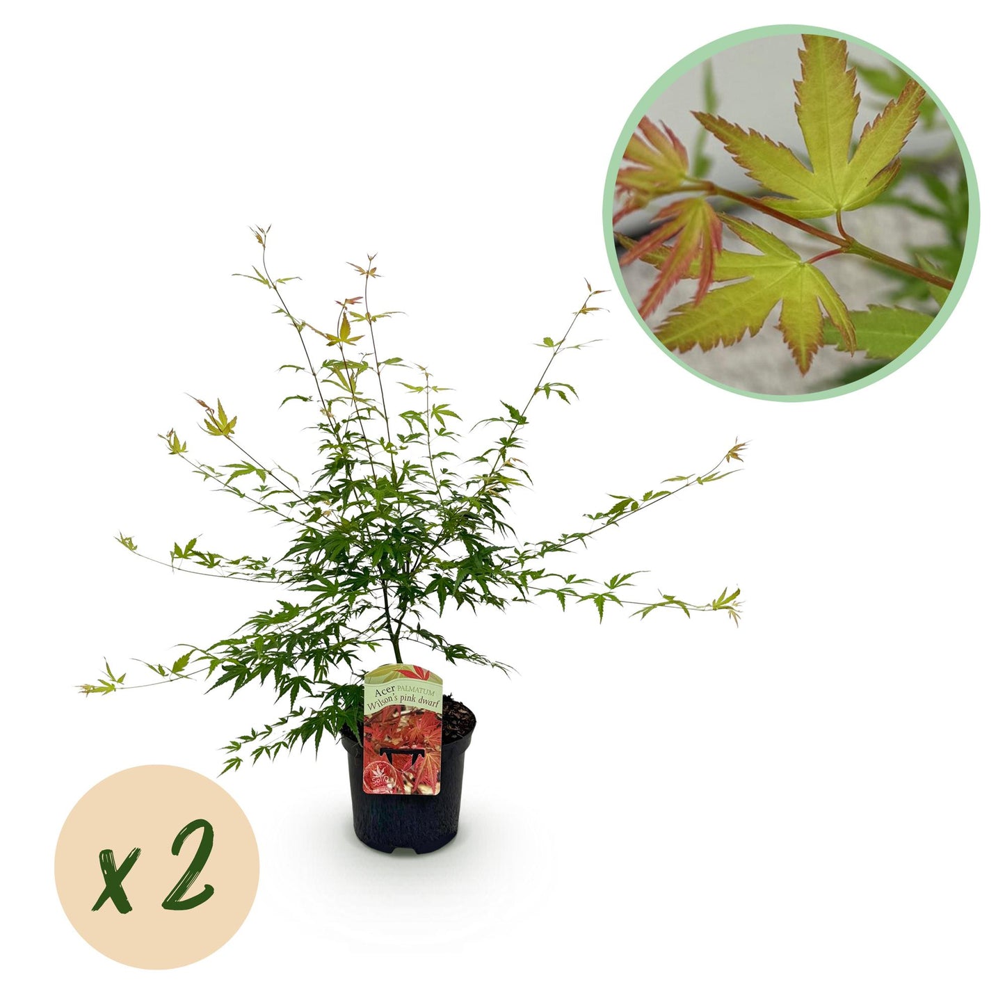 GreenboutiQ - Balkonpflanze - Japanischer Ahorn - Acer palmatum Pink Dwarf - Rosa - 2 Pflanzen - Laubabwerfend - Topf 19cm Höhe 70cm