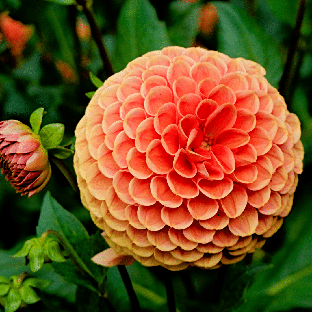 Flowerbulbs Amsterdam Super Mix - Paket mit 8 verschiedenen Dahlien, 1,5 m² Dahlienvergnügen