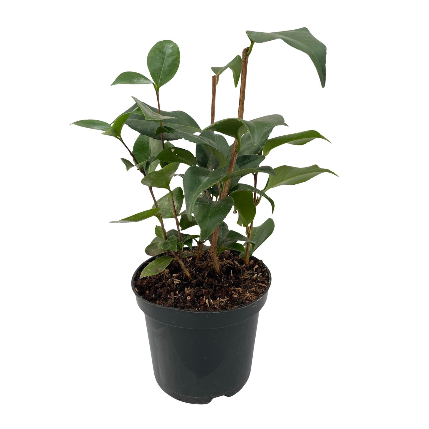 GreenboutiQ - Sträucher - Camelia japonica Tricolour - Blüte Rosa, Weiß und Rot - 1 Pflanze - Immergrün - Topf 15cm Höhe 30cm