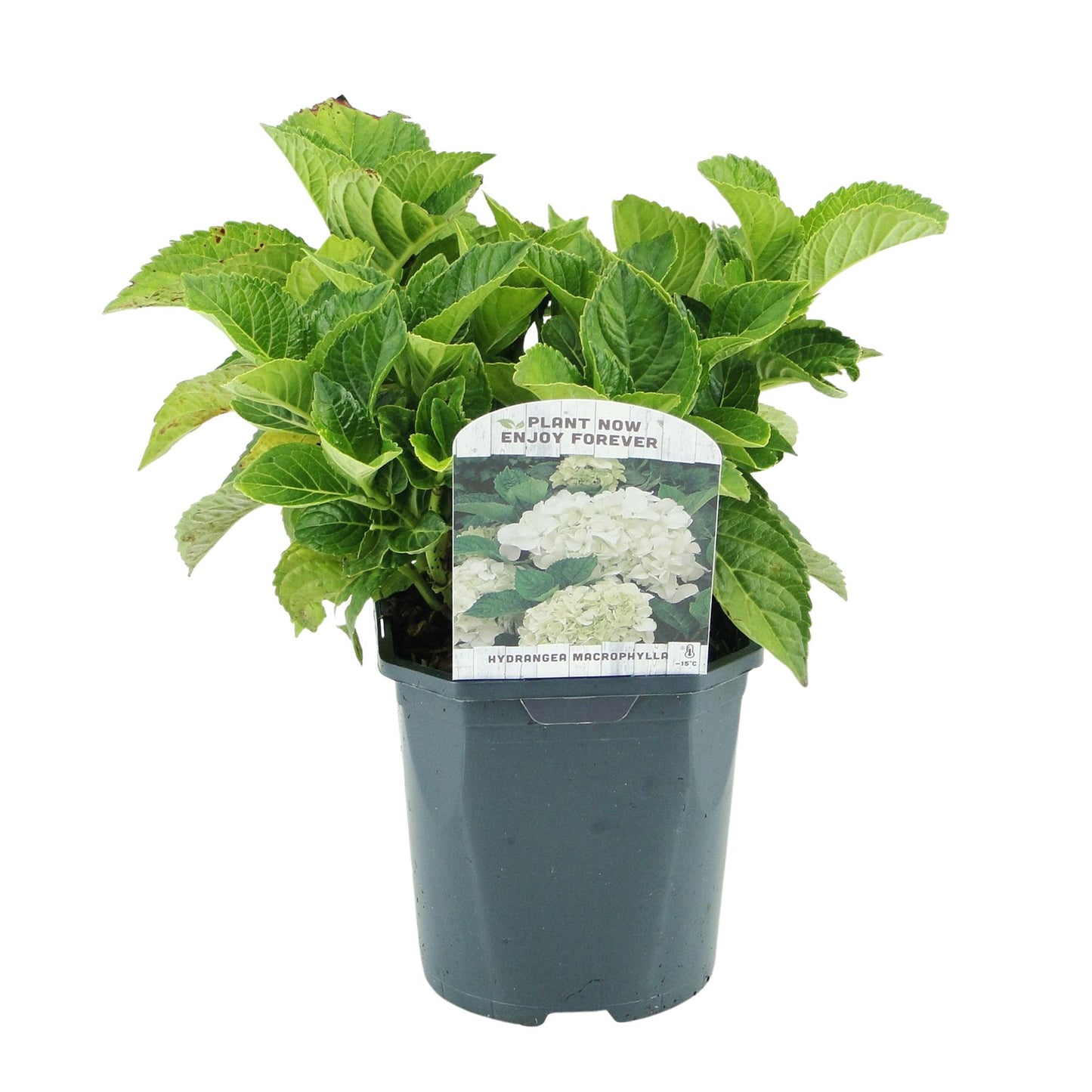 GreenboutiQ - Hortensie - Hydrangea macrophylla Blau - Blüte Weiß - 1 Pflanze - Laubabwerfend - Wenig Pflege - Topf 17cm Höhe 30cm