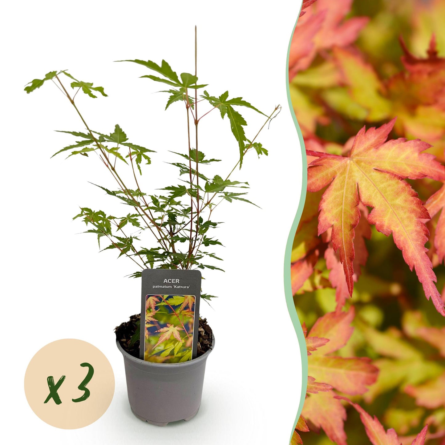 GreenboutiQ - Gartenpflanze - Acer palmatum Sangokaku - Grün - 3 Pflanzen - Blattabwerfend - Wenig Pflege - Topf 12cm Höhe 35cm