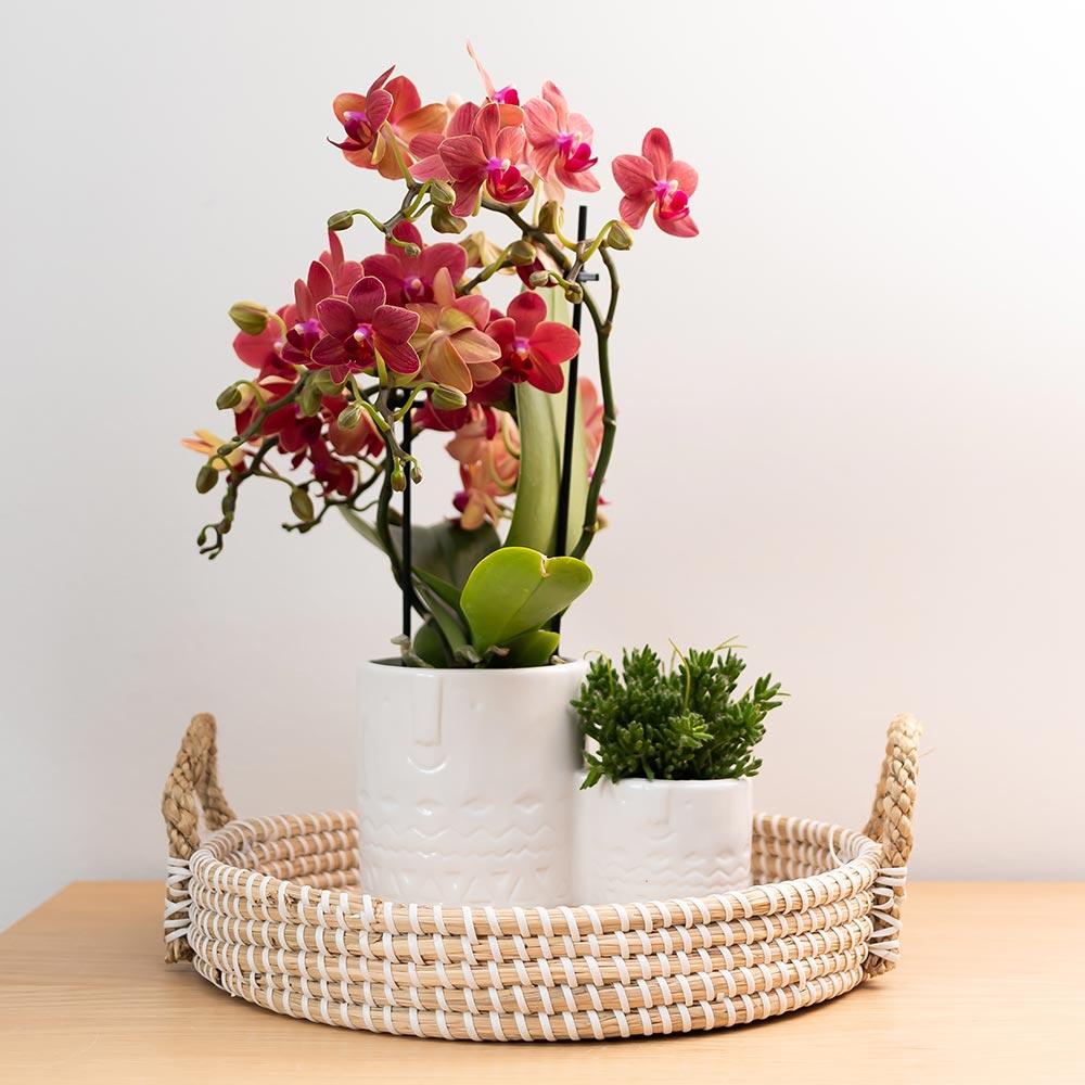 Kolibri Orchids | rote Phalaenopsis-Orchidee - Kongo - Topfgröße Ø9cm | blühende Zimmerpflanze - frisch vom Züchter