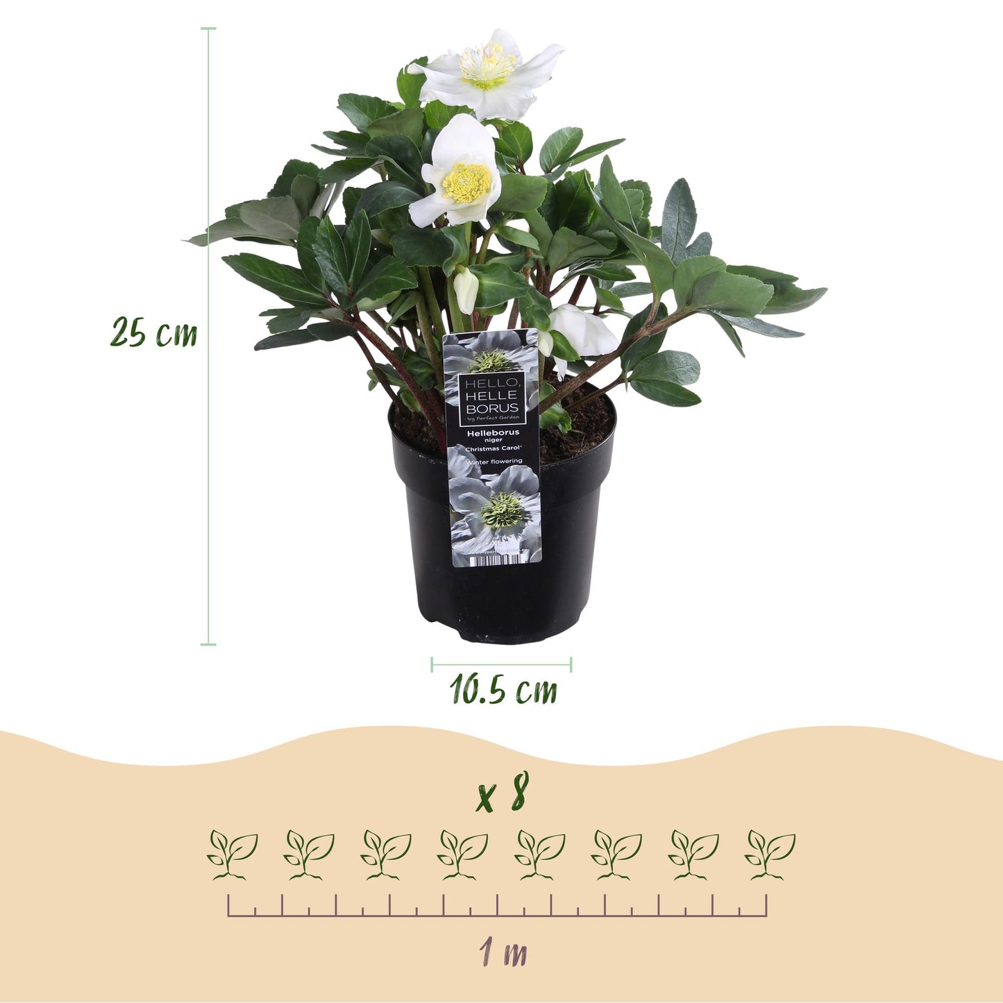 GreenboutiQ - Gartenpflanze - Weihnachtsrose - Helleborus Christmas Carol - Weiße Blüte - 6 Pflanzen - Immergrün - Topf 10,5cm Höhe 25cm