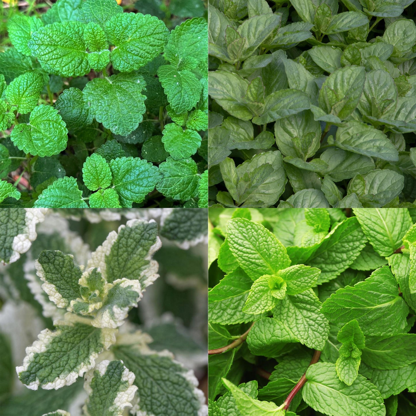 GreenboutiQ - Staudenpaket - Kräutertee - 24 Stauden - Für 3 m2 - Verschiedene Farben - Wenig Pflege - Topf 11cm