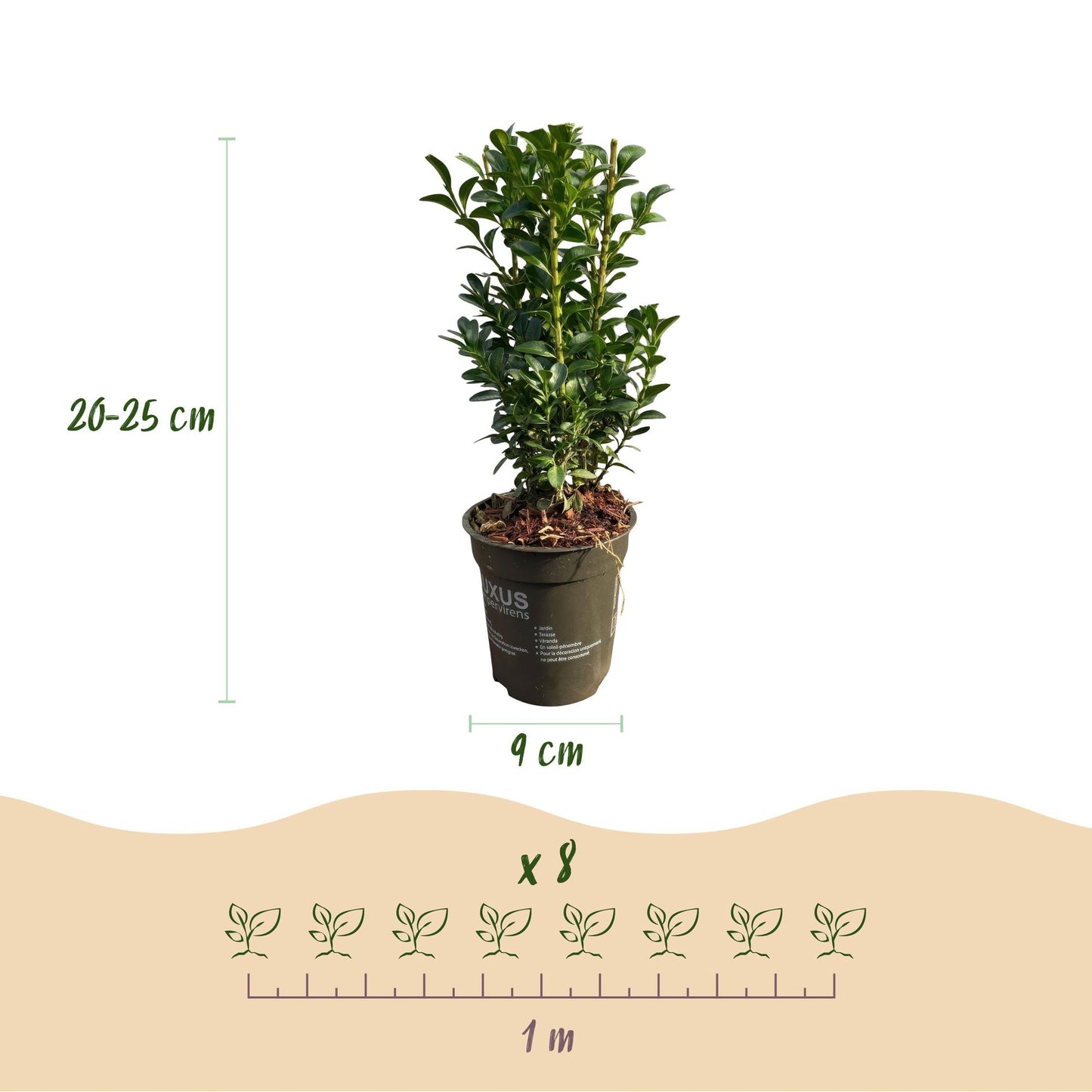 GreenboutiQ - Heckenpflanzen - Buxus sempervirens - Blatt grün - 8 Pflanzen - 1 laufender Meter - immergrün - Topf 9cm Höhe 20-25cm