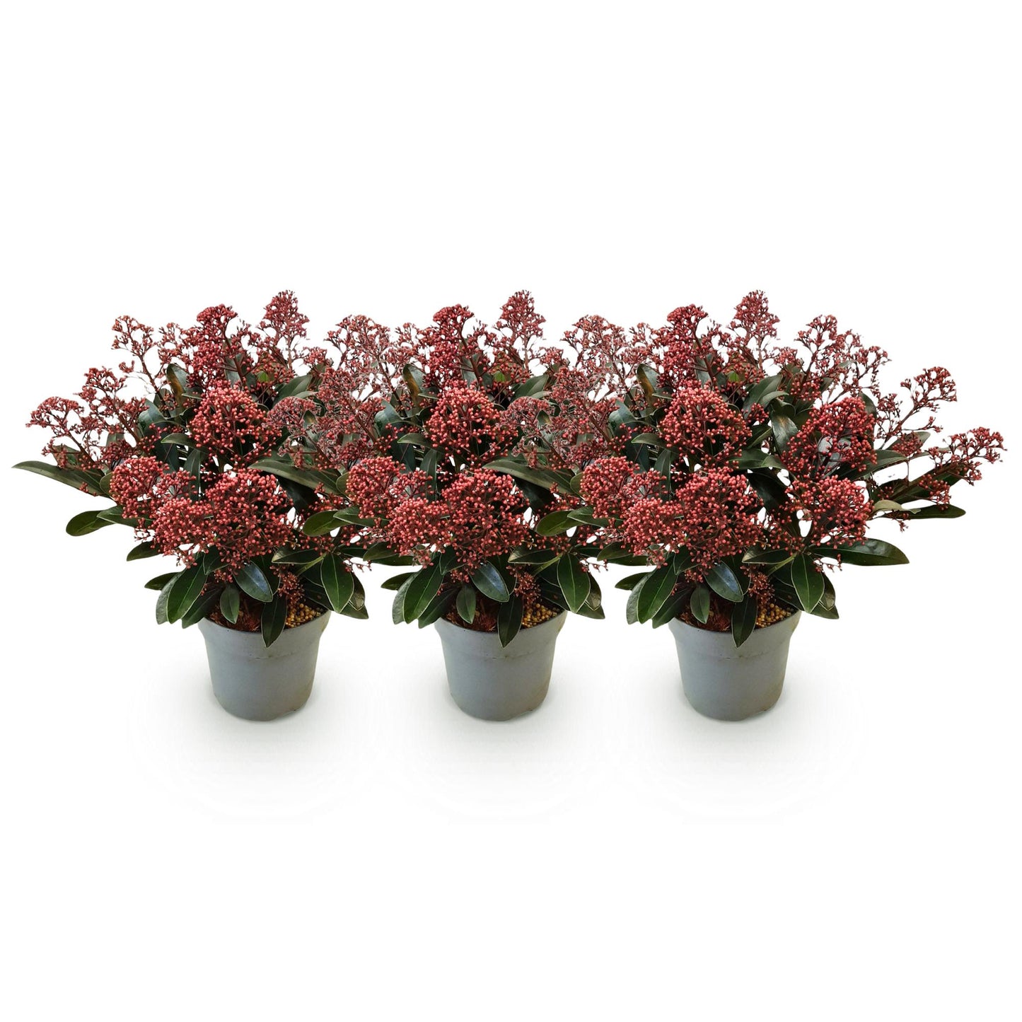 GreenboutiQ - Terrassenpflanze - Skimmia japonica Rubella - Boem Rot - 15+ Blüten - 3 Pflanzen - Winterhart - Topf 15cm Höhe 30cm