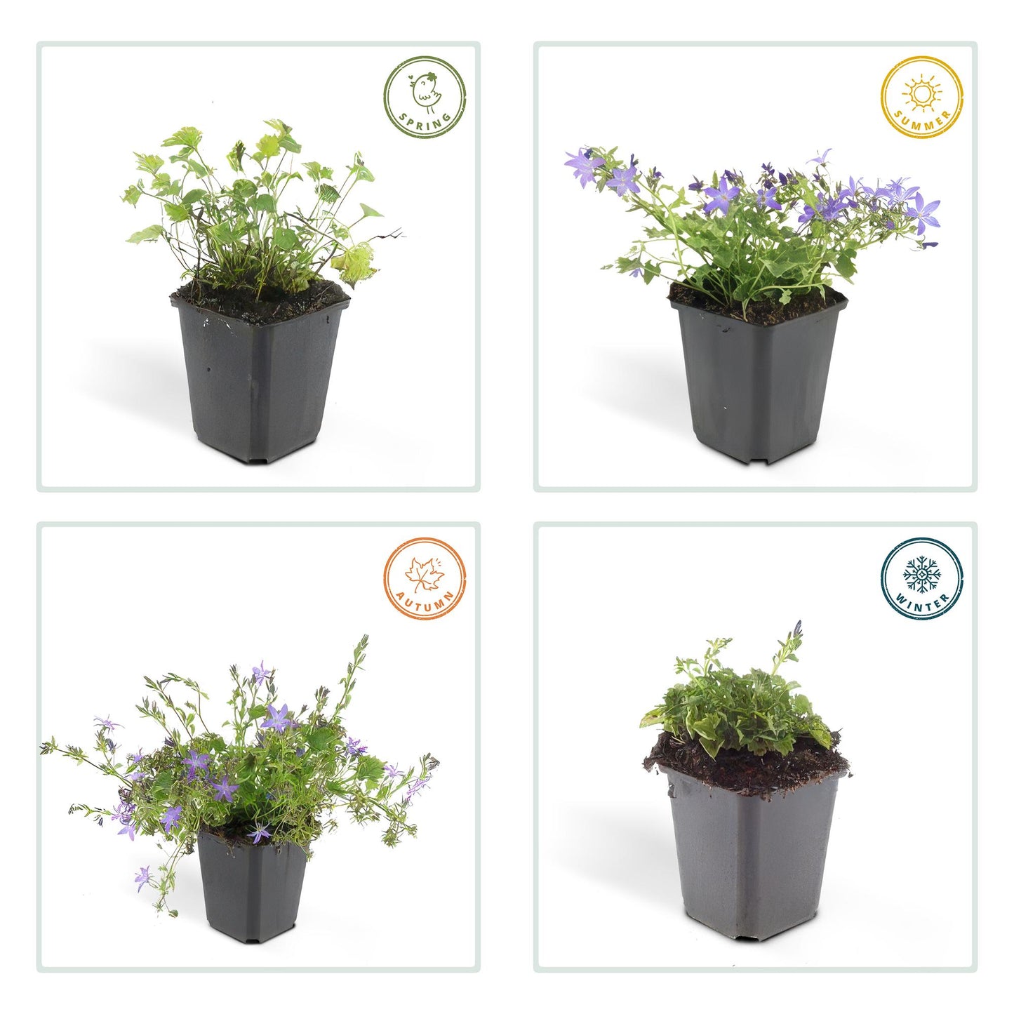 48x Campanula poscharskyana 'Stella' - ↕10-25cm - Ø9cm