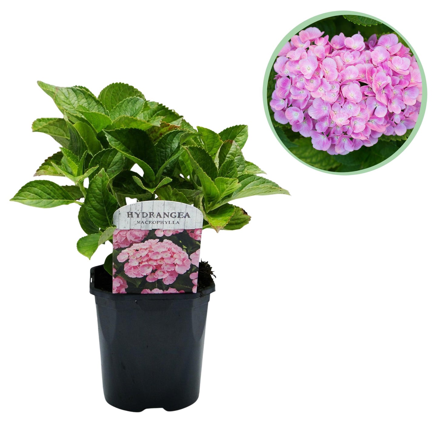 GreenboutiQ - Hortensie - Hydrangea macrophylla Pink - Blüte Rosa - 1 Pflanze - Laubabwerfend - Wenig Pflege - Topf 17cm Höhe 30cm