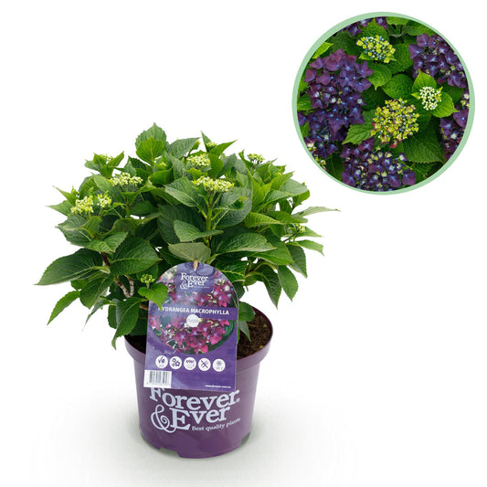 Green boutiQ - Balkonpflanze - Hortensie - Hydrangea Forever & Ever - Lila - 7-12 Blumen - Topf 23cm Höhe 55cm