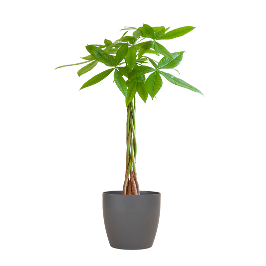 Pachira Aquatica mit Viber Grau - 80cm - Ø21