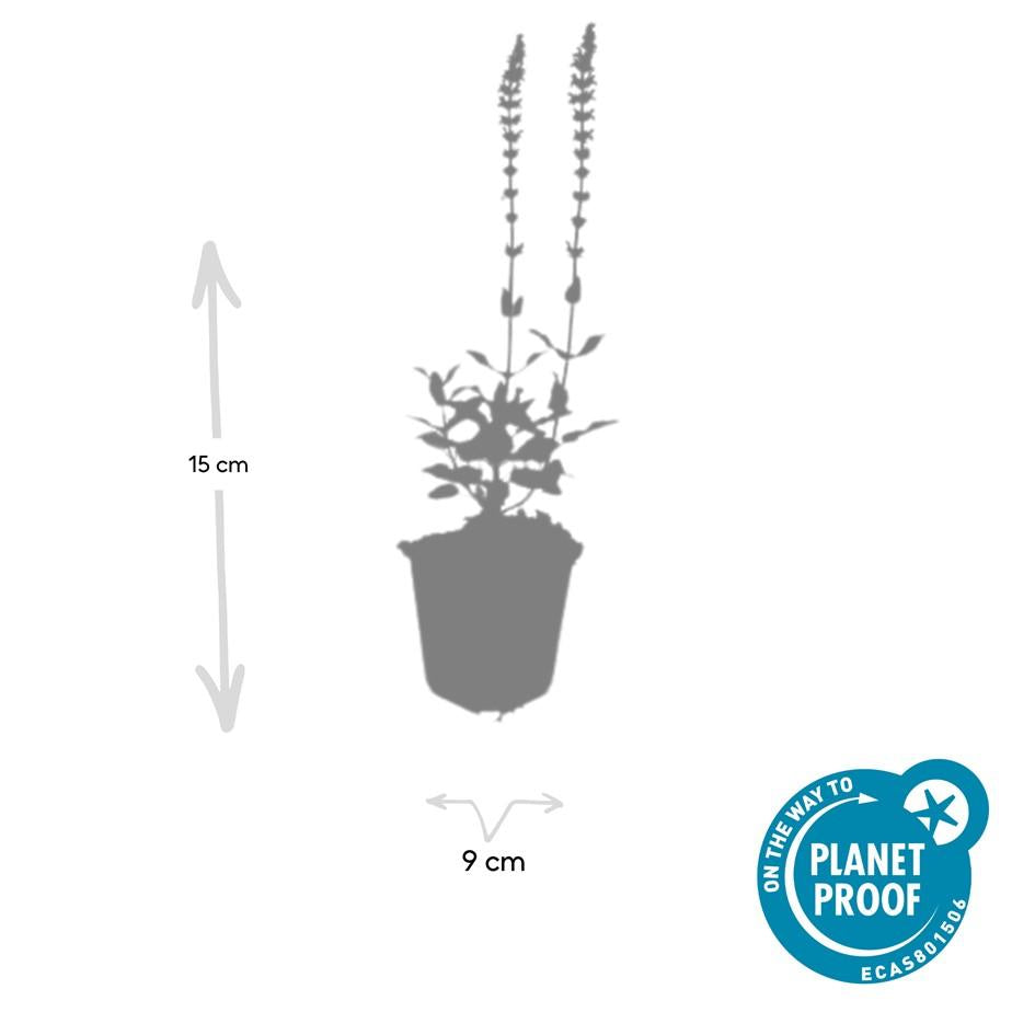 60x Salvia nem. 'Caradonna' - ↕10-25cm - Ø9cm