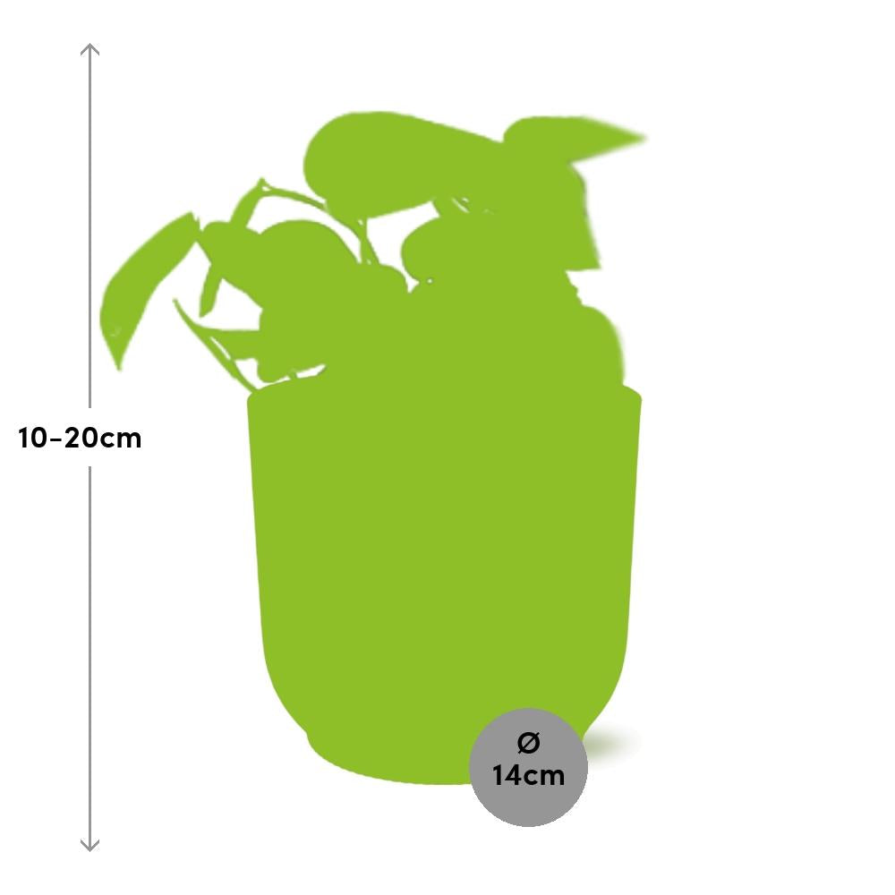 Scindapsus Pictus ‘Trebie’ in ELHO Vibes Fold 14cm roze