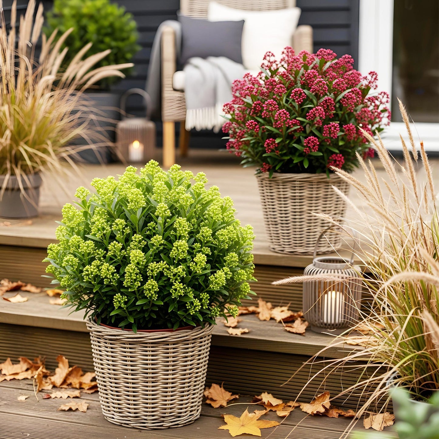 GreenboutiQ - Terrassenpflanze - Skimmia japonica Duo - Blüte Weiß & Rot - 40+ Blüten - 2 Pflanzen - Winterhart - Topf 19cm Höhe 60cm