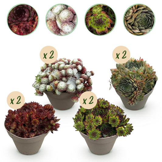 GreenboutiQ - Bodendecker - Winterhart - Sempervivum Big Sam - 8 Pflanzen - Verschiedene Farben - Wenig Pflege - Topf 14cm Höhe 17cm
