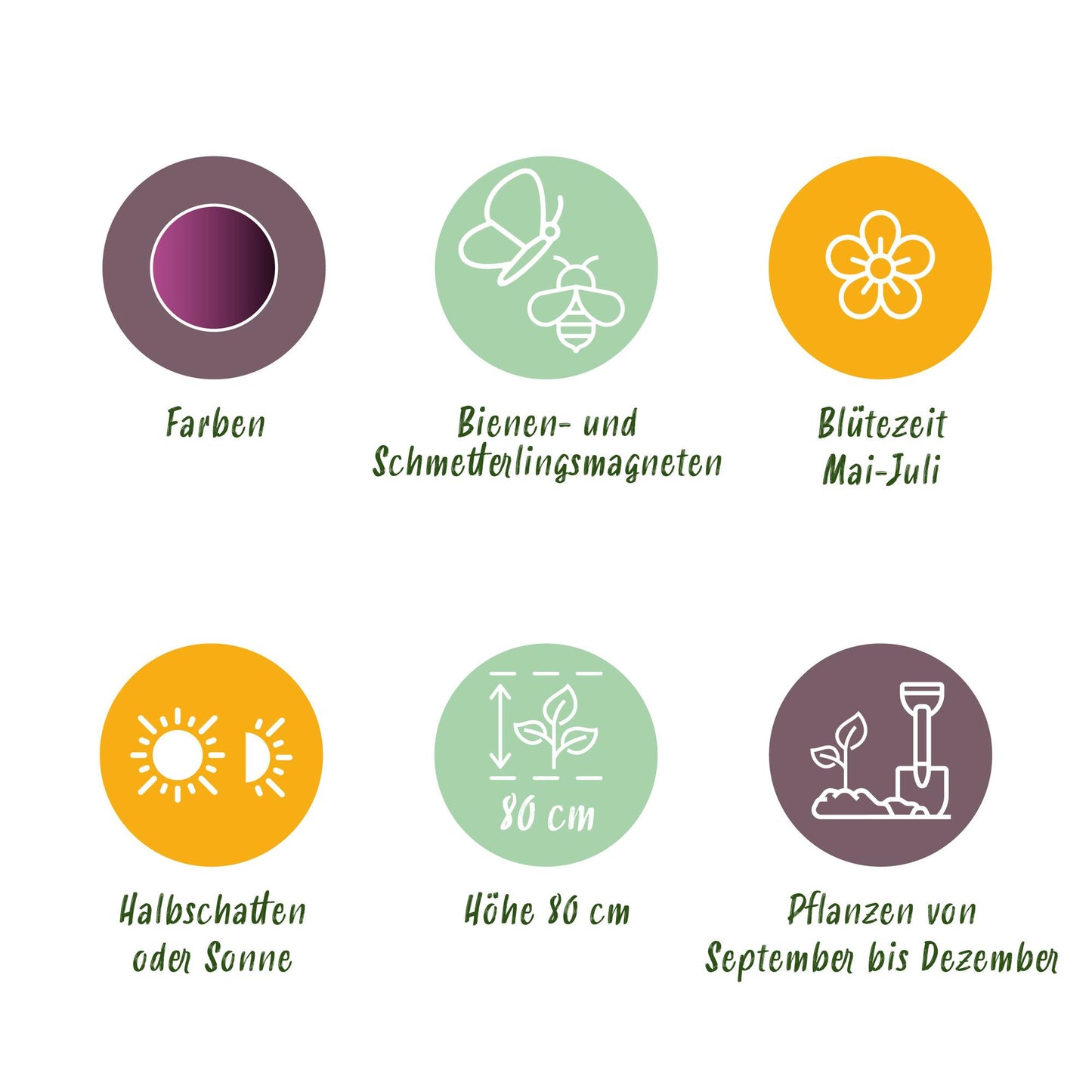 GreenboutiQ - Blumenzwiebeln - Allium Miami - Bulbs Hardy Perennial - Farbe Lila - 15 Stück - Zwiebelgröße 10/11 - XXL Pack