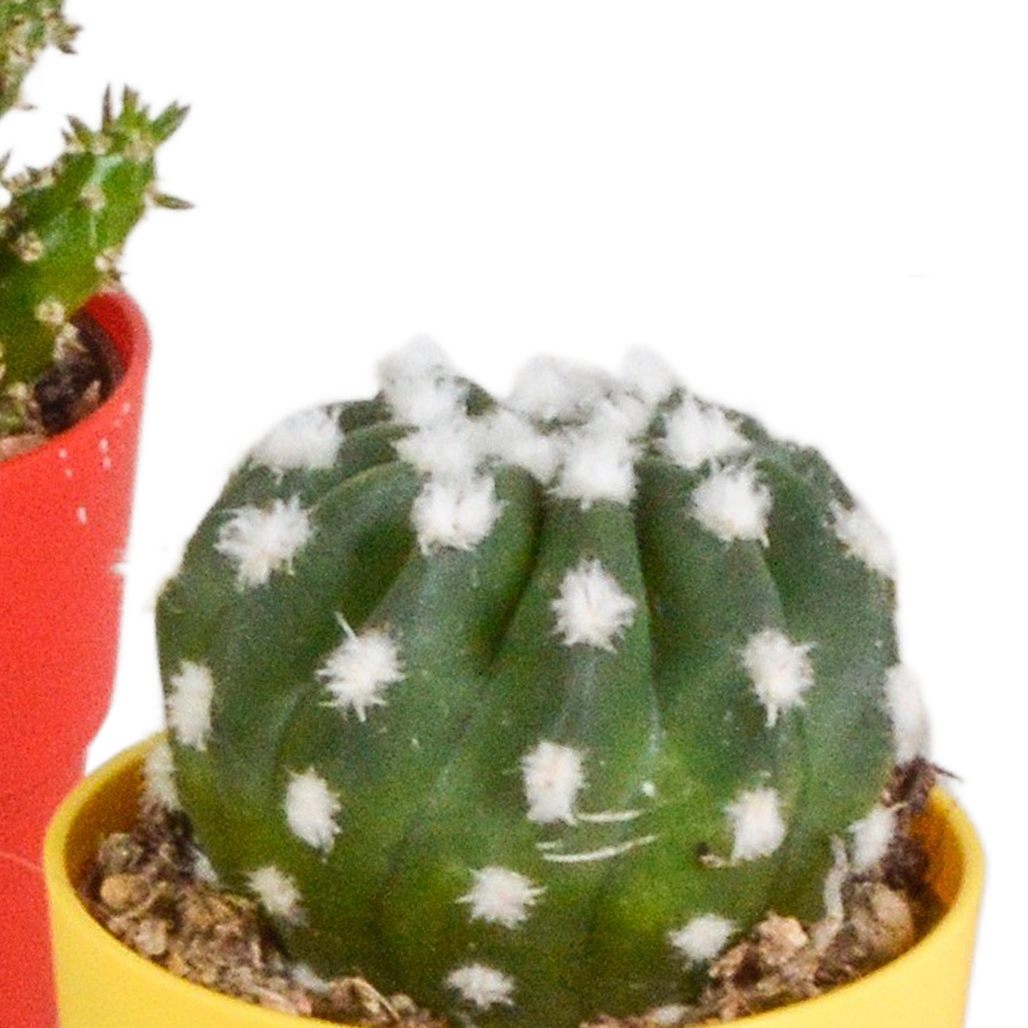Kakteenmischung 5,5 cm - 5x - in gekleurde plasticpot