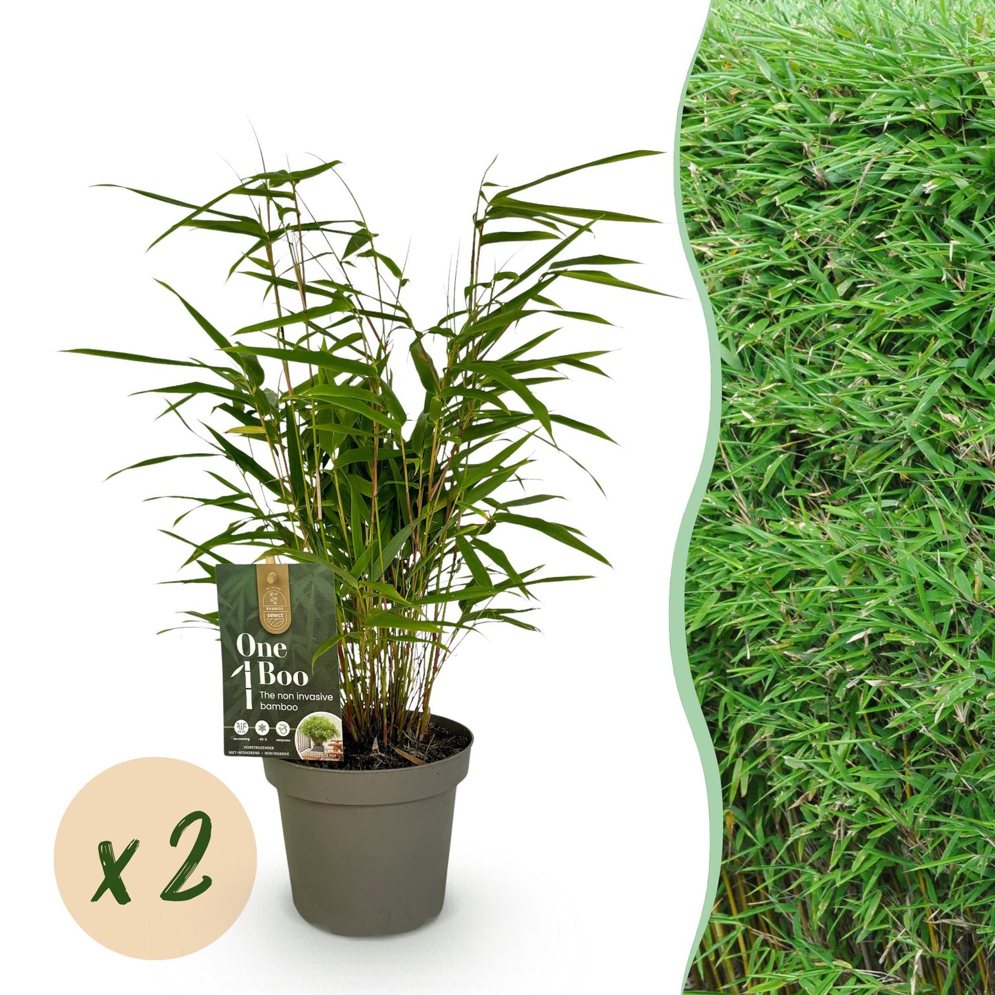 GreenboutiQ - Bambus - Fargesia rufa - Grün - 2 Pflanzen - Immergrün - Wuchernd- Topf 14cm Höhe 35cm