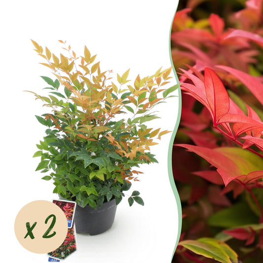 GreenboutiQ - Gartenpflanze - Nandina Gulfstream - Orange - 2 Pflanzen - Immergrün - Pflegeleicht - Topf 17cm Höhe 45cm