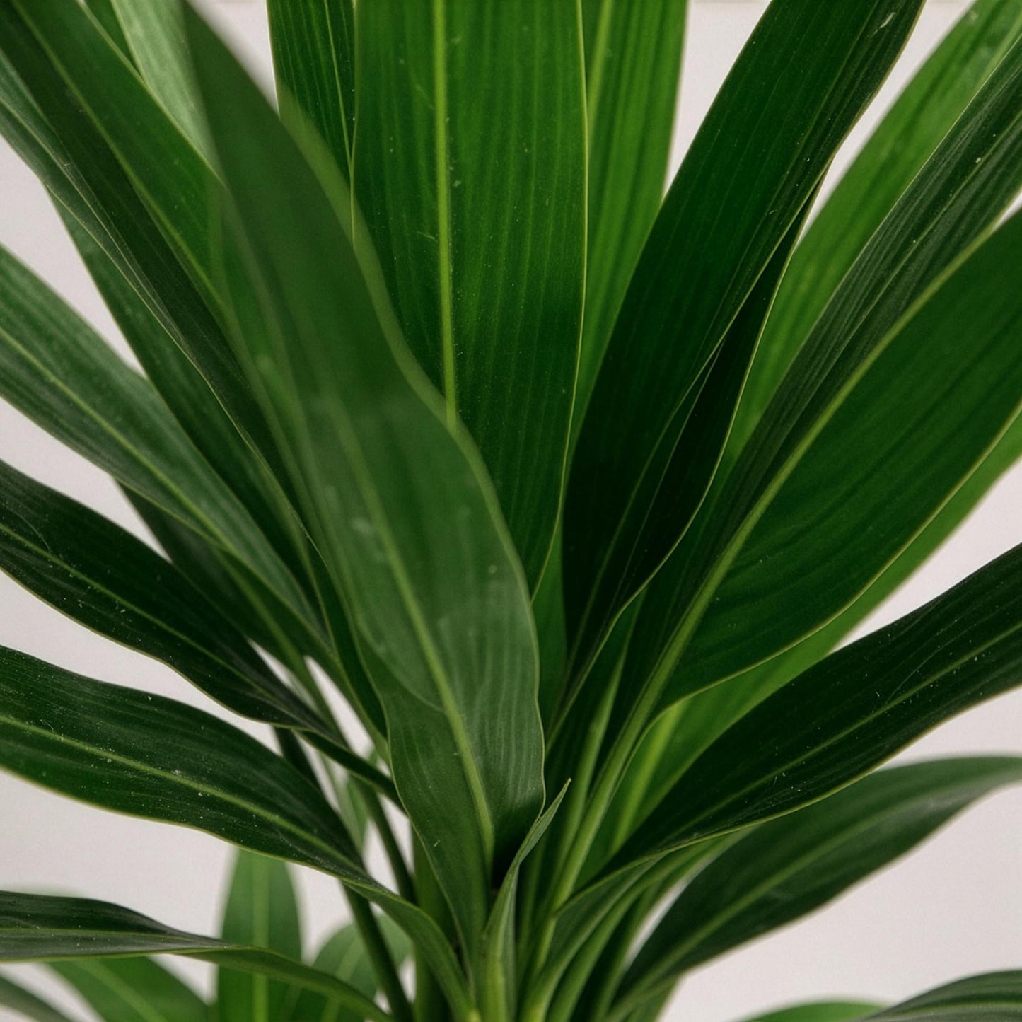 Green boutiQ - Zimmerpflanze - Yucca elephantipes - Yucca - Wenig Pflege - Grün - 1 - Topf 21cm - Höhe 100cm