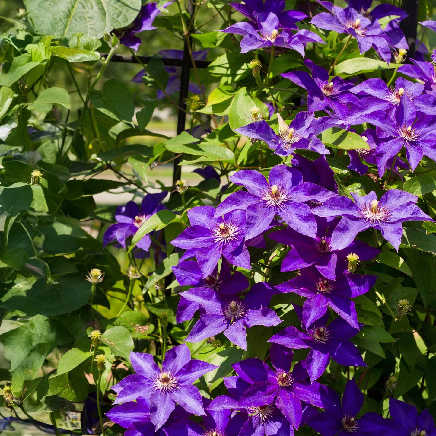 GreenboutiQ - Kletterpflanze - Clematis The President - Blüte Rosa - Wenig Pflege - 2 Pflanzen - Topf 11cm Höhe 40cm