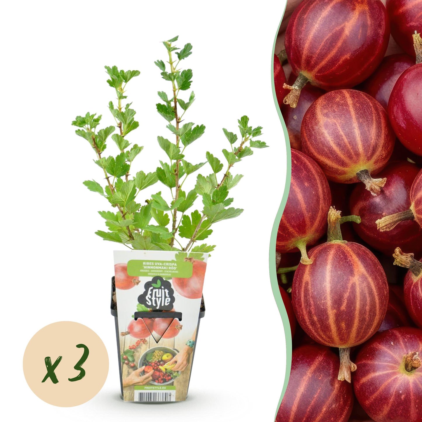 GreenboutiQ - Obstpflanzen - Stachelbeere - Ribes uva-crispa Hinnonmaki Rod - Winterhart - 3 Pflanzen - Topf 9 cm - Rote Beere