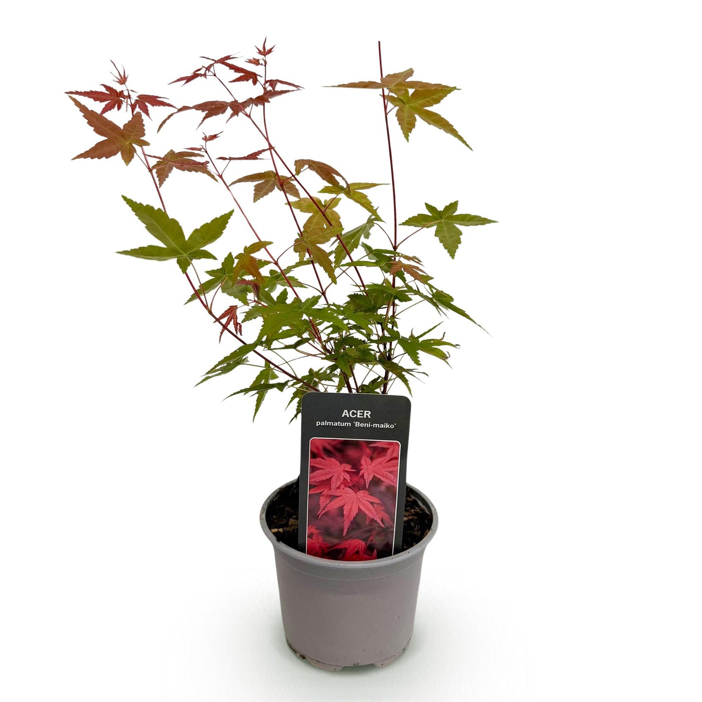 GreenboutiQ - Gartenpflanze - Acer palmatum Beni-maiko - Rot - 1 Pflanze - Laubabwerfend - Wenig Pflege - Topf 12cm Höhe 35cm