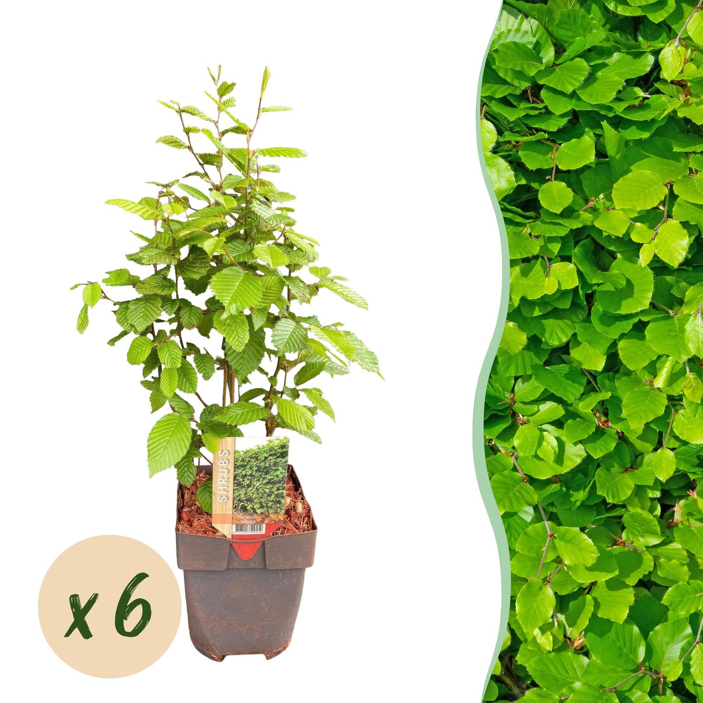 GreenboutiQ - Heckenpflanzen - Carpinus betulus - Blatt grün - 6 Pflanzen - 1 laufender Meter - laubabwerfend - Topf 17cm Höhe 55cm