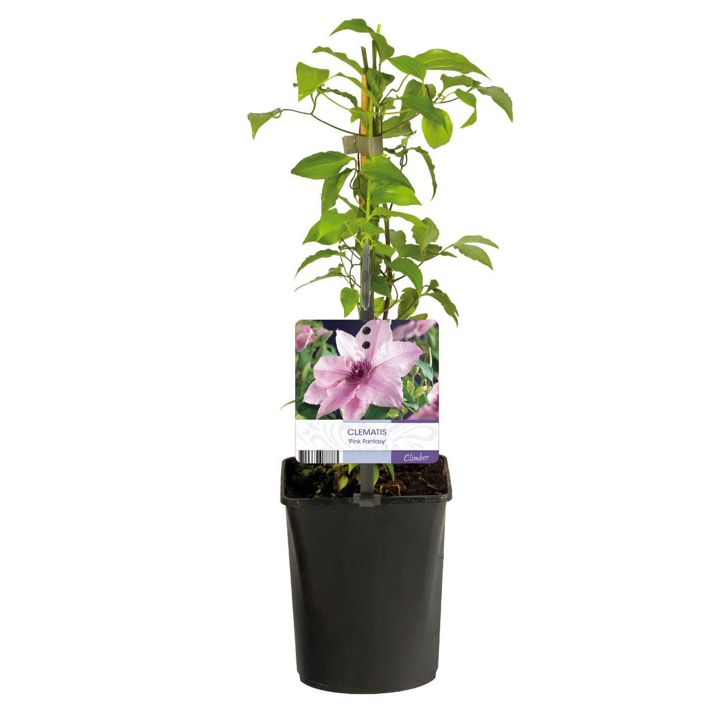 GreenboutiQ - Kletterpflanze - Clematis Pink Fantasy - Blüte Rosa - Wenig Pflege - 2 Pflanzen - Topf 11cm Höhe 40cm