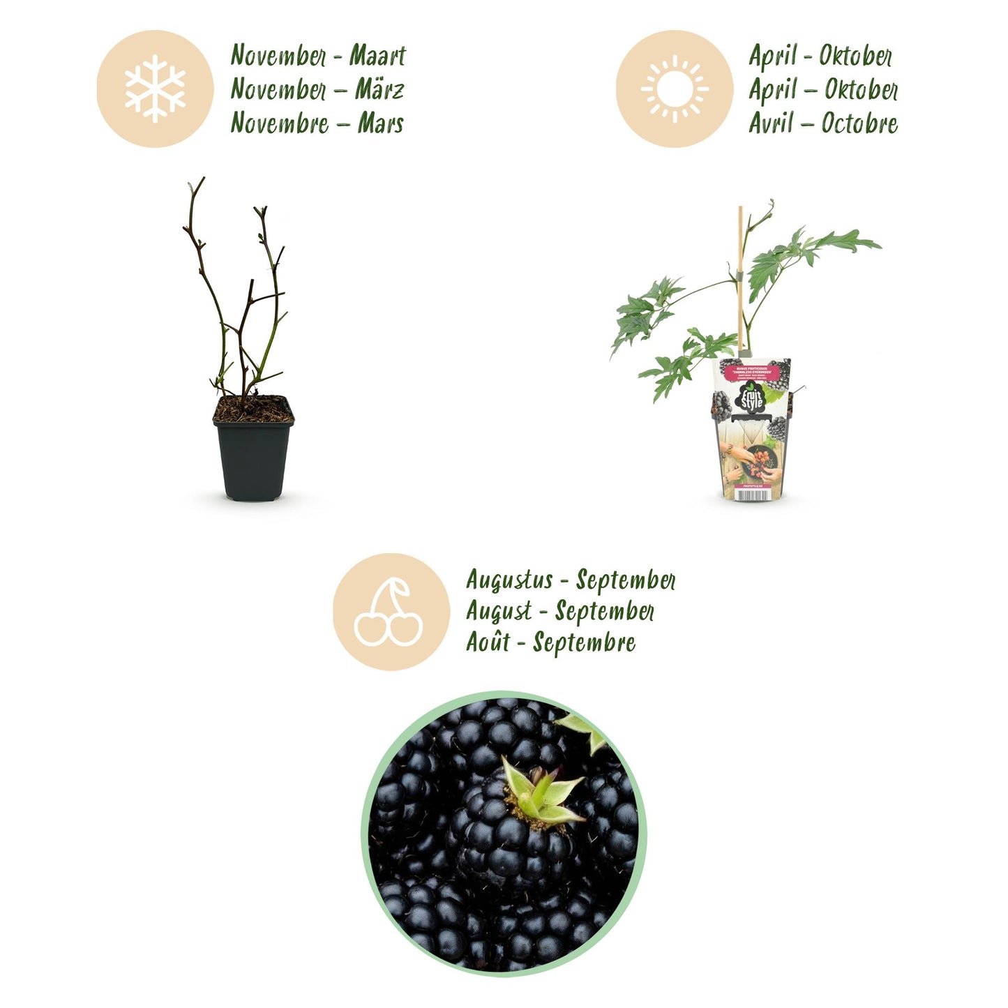 GreenboutiQ - Obstpflanzen - Immergrüne Brombeere - Rubus Thornless Evergreen - Winterhart - 6 Pflanzen - Topf 9 cm - Schwarze Brombeere