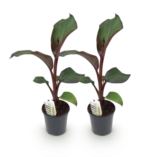 GreenboutiQ - Obstpflanze - Bananenpflanze - Ensete ventricosum Maurelli - Winterhart - 2 Pflanzen - Topf 17cm Höhe 40cm